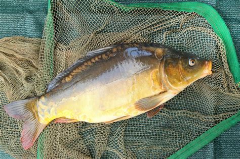 Карп обыкновенный - Cyprinus