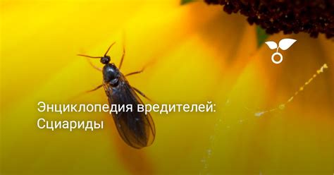 Сциариды. Энциклопедия вредителей — Ботаничка