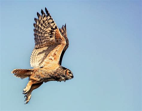 Great Horned Owl Hunting