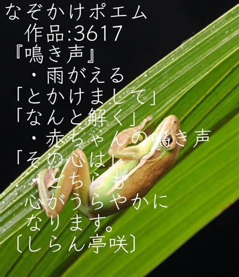 なぞかけポエム 作品 3617 『鳴き声』 ・雨がえる 「とかけまして」 「なんと解く」 ・赤ちゃんの鳴き声 「その心は」 ・どちらも 心が