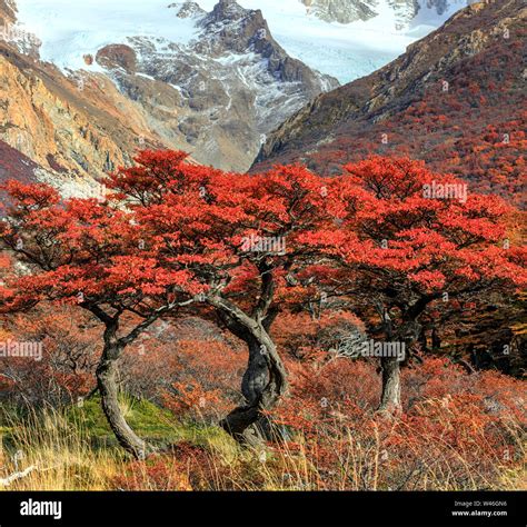 Red Beech Trees Opposite Fitzroy Mount Autumn In Los Glaciares