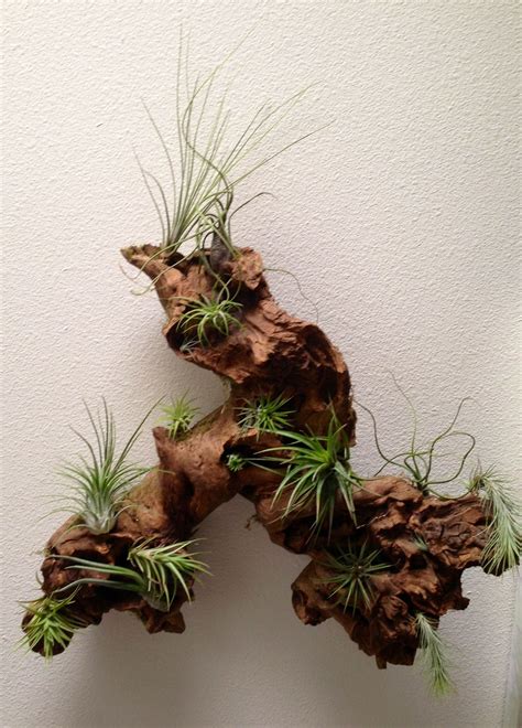 Driftwood + Airplants = AWESOME! | Air plants decor, Air plant display ...