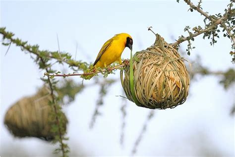 Textile in the Trees: Weaver Bird Nests | Garden Design