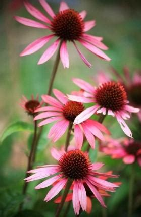 Echinacea Side Effects | LoveToKnow Health & Wellness