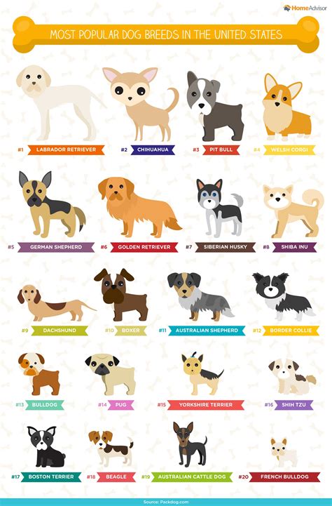 Popular Dog Breeds and Names Infographic
