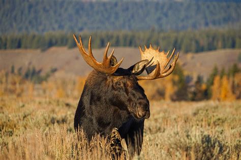 Wildlife in Grand Teton National Park - What You'll See