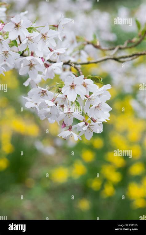 Prunus X Yedoensis Yoshino Cherry Japanese Cherry Tree Blossom In An