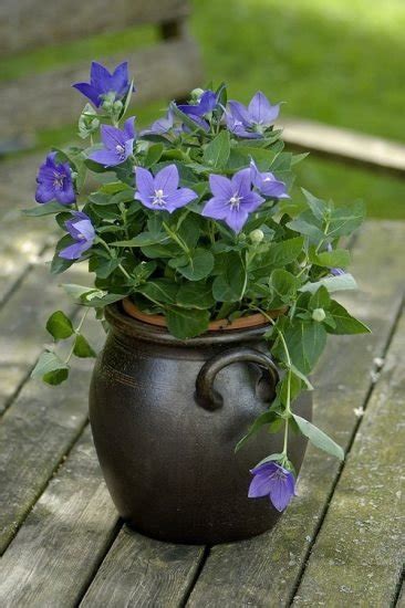 91 Best Blue Flowers For The Garden Balcony Garden Web