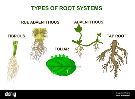 Types of root systems of plants, monocot and dicot. Taproot ...