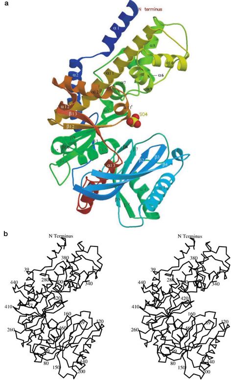 Schematic Diagram Of The Yeast Hexokinase Pii Model A And Stereo