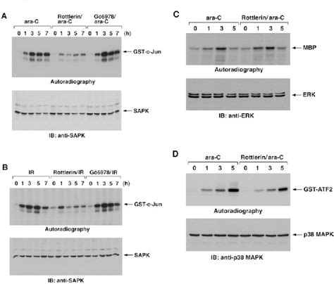 Figure From Activation Of Sapk Jnk Signaling By Protein Kinase C In