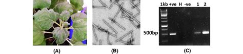 Agro Infiltration Of N Benthamiana With Agrobacterium Culture Eha