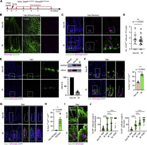 Embryogenic Stem Cell Derived Intestinal Crypt Fission Directs De Novo