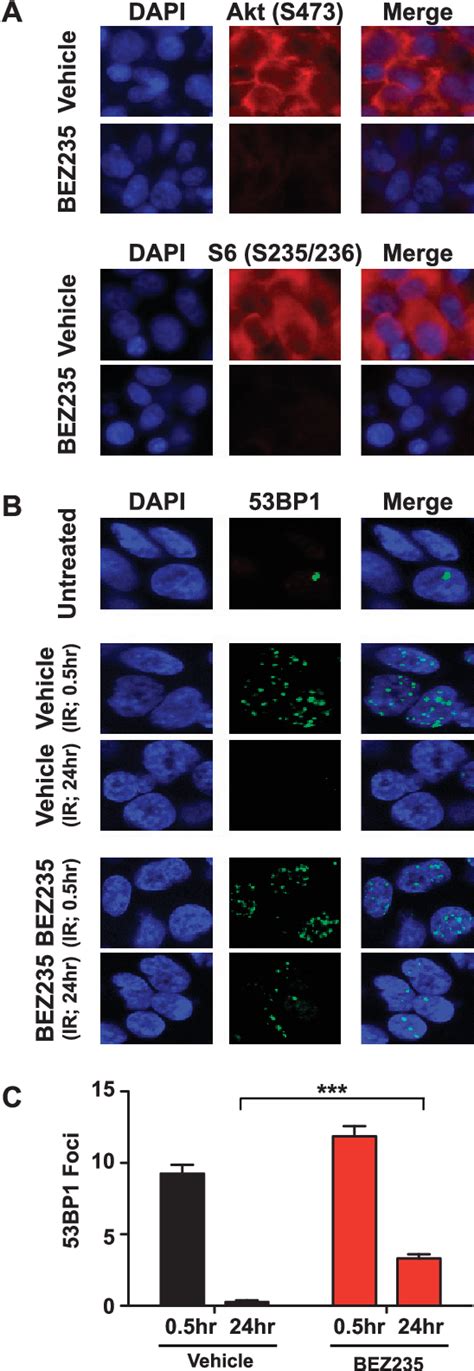 Figure From The Dual Pi K Mtor Inhibitor Nvp Bez Is A Potent