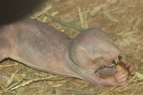 Facts About The Naked Mole Rat Nature S Weirdest Mammal Toptenz Net