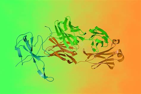 Structure of a Monoclonal Antibody Stock Illustration - Illustration of chemical, background ...