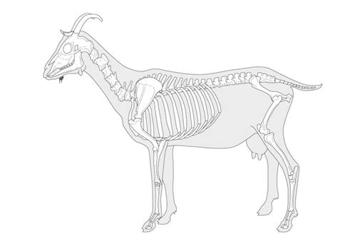 Goat Skeleton Animal Skeletons Goats Skeleton Anatomy