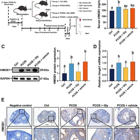 Effect Of Glycyrrhizin On HMGB1 Expression In PCOS Mice A The Group