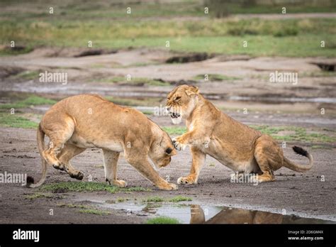 Lioness Fighting