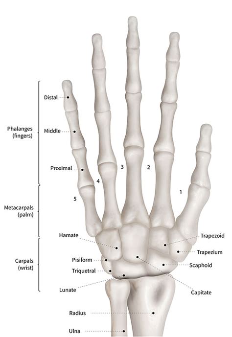 Hand & Wrist Pain - Regenerative Spine And Joint