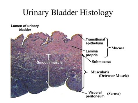 Ppt Excretory System Powerpoint Presentation Free Download Id5118625