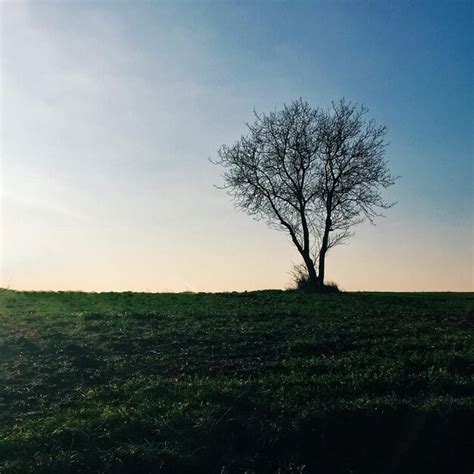 Premium Photo Silhouette Bare Tree On Grassy Field At Sunset