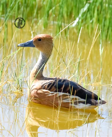 Fulvous Whistling Duck - Dendrocygna bicolor Amboseli National Park