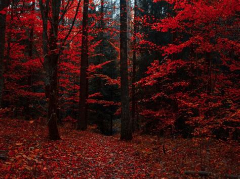 Autumn Forest Trees Foliage Autumn Colors 4k Wallpaper | TOPpng