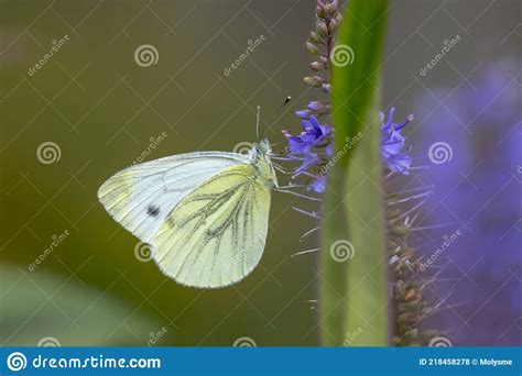 Pieris Brassicae A Grande Borboleta Branca Ou Couve Polinizando Foto De