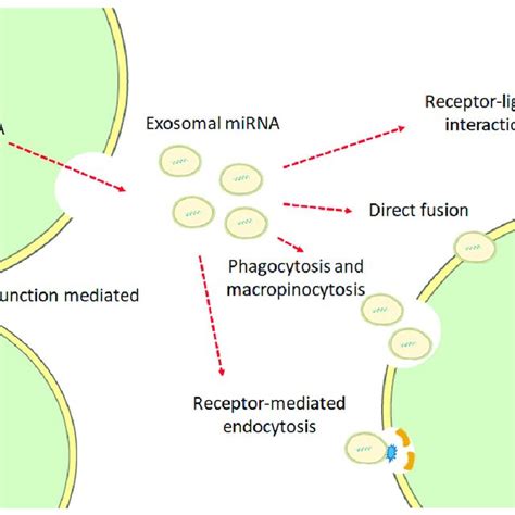 Proposed Mechanisms Of Exosomal Microrna Delivery Into The Target Cell