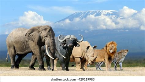 Big Five Africa Lion Elephant Leopard Stock Photo 429119983 | Shutterstock