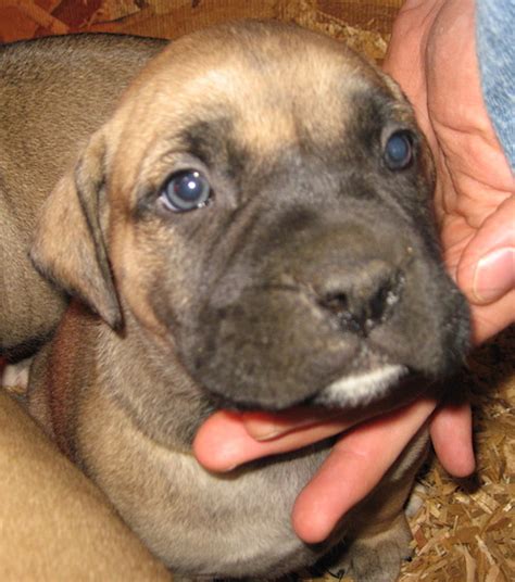 African American Bull Boerboel Dog Breed Information And Pictures