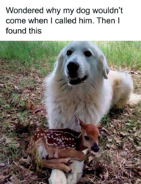 start  week   hilarious animal memes