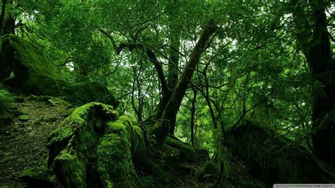 Dense Forest Wallpapers - Top Free Dense Forest Backgrounds ...