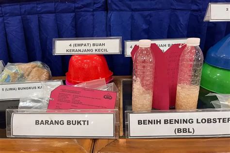 Rugikan Negara Sampai Rp19 Miliar Gudang Benih Lobster Di Bogor