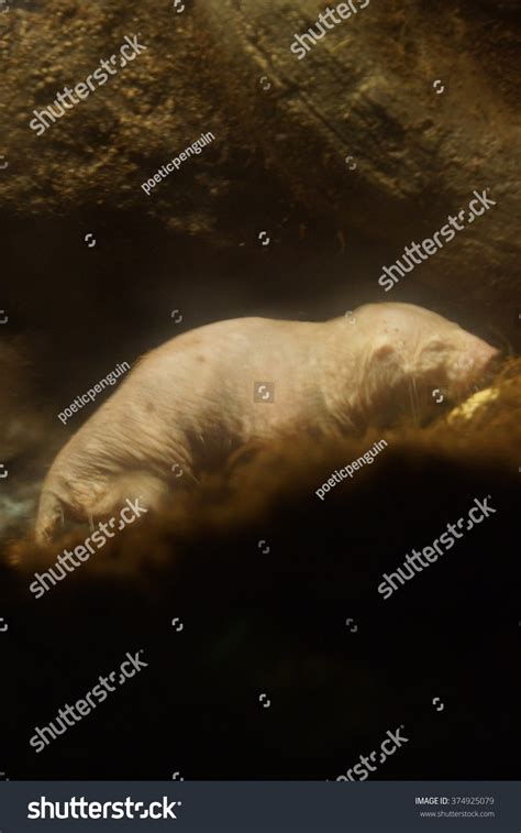 Burrow Naked Mole Rat Heterocephalus Glaber Stock Photo