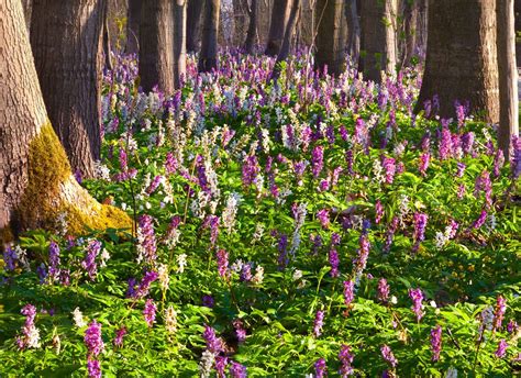 Wiesenblumen Im Fr Hjahr Wald Stock Bild Colourbox