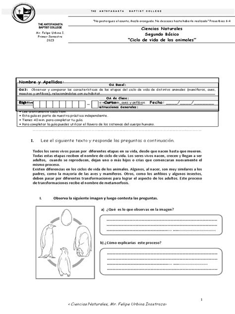 Guia Ciencias Naturales Ciclos De Vida Pdf