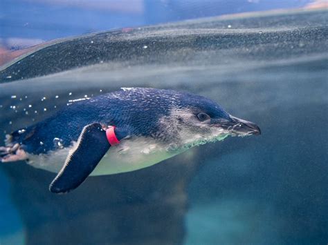 Birch Aquarium Opens Exhibit For World's Smallest Penguins | San Diego ...