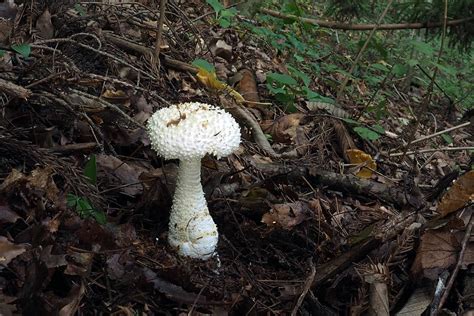 花鳥きのこ好きの素人メモ シロオニタケamanita Virgineoides テングタケ科テングタケ属