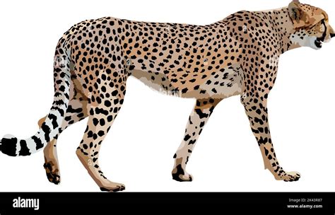 Realistic illustration of a cheetah vector illustration Stock Vector ...