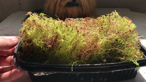 Resultado Do Cultivo De Musgo Sphagnum Vivo YouTube