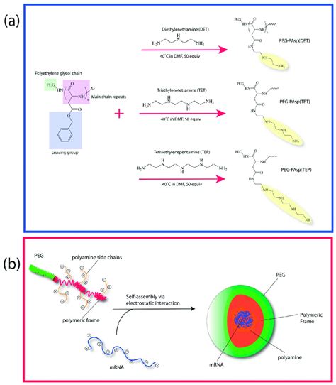 A Graphical Illustration On The Assembly Of The Polyamine Of Various