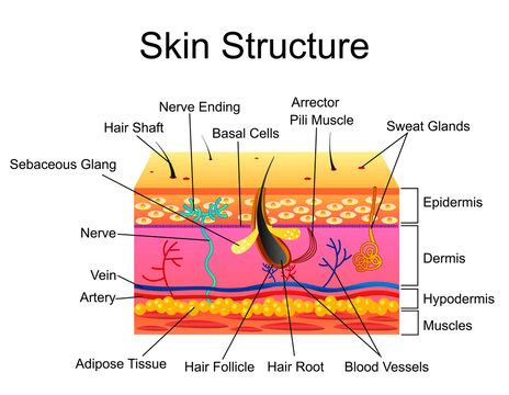 Skin Diagram Labeled