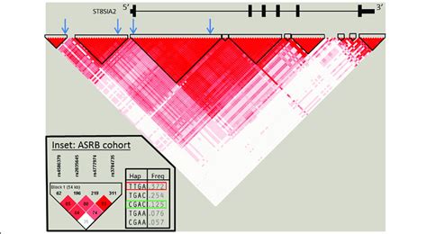 Position Of Genotyped SNPs Within The ST8SIA2 Gene And Phased