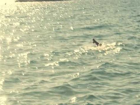 Nude French Celebrity Marion Cotillard Rust And Bone 2012 Video Best Sexy Scene HeroEro Tube