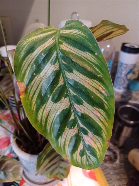 How To Grow And Care For Calathea Peacock Plants Gardeners Path