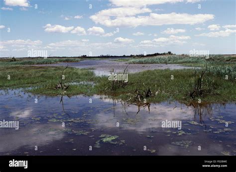 Etang De Vaccares Lagoon Regional Nature Park Of The Camargue Parc