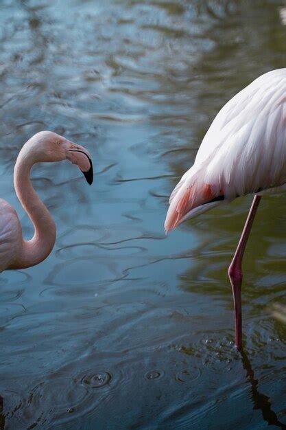 Premium Photo Flamingos Wading In Water