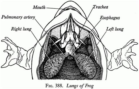 Frog Lungs